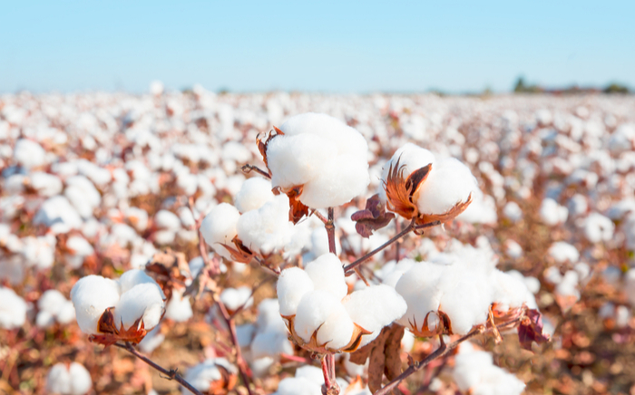 Regenerative Cotton